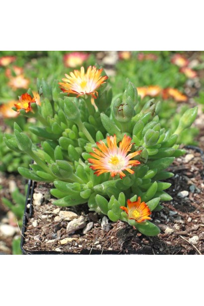 Делосперма Джевел оф Десерт Топаз